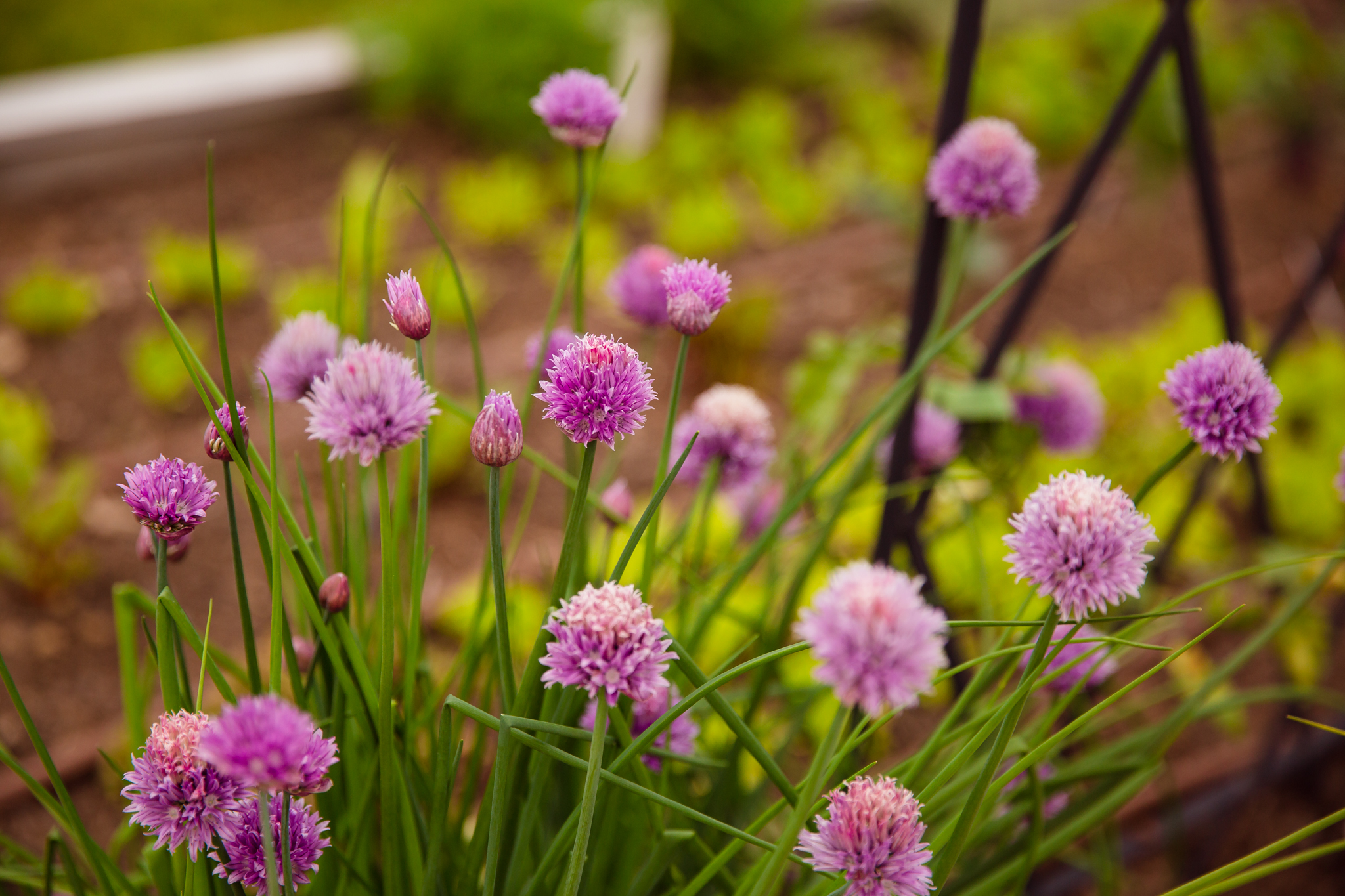 Regenerative Gardening