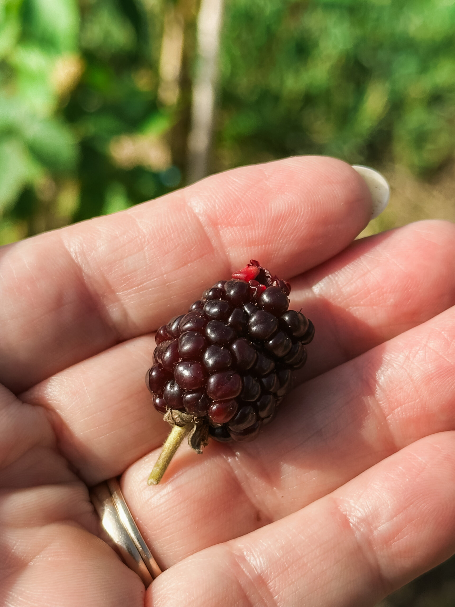 First Fruits of the Spring Garden
